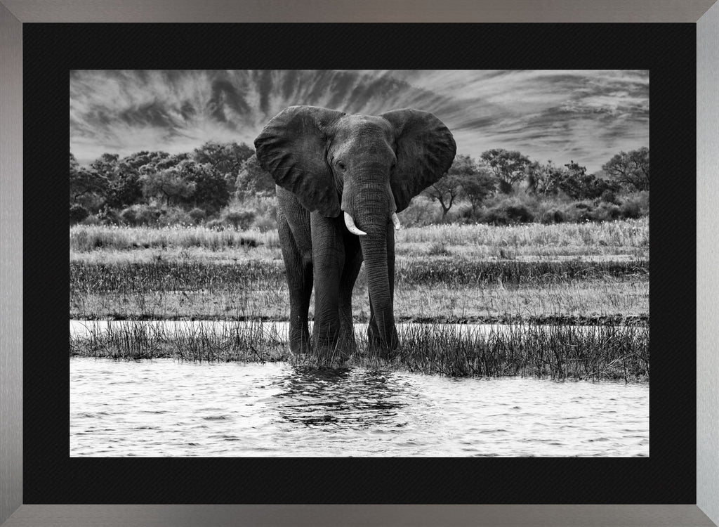 African Oasis