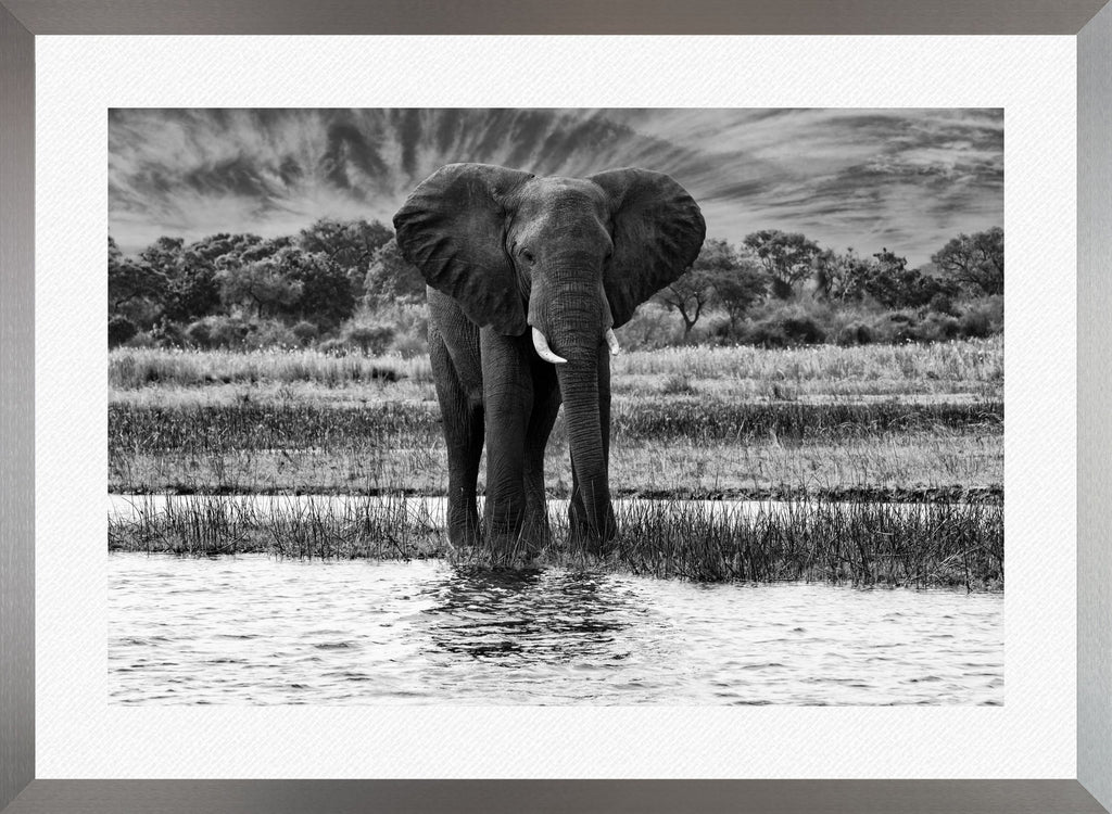 African Oasis