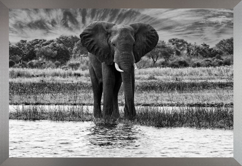 African Oasis