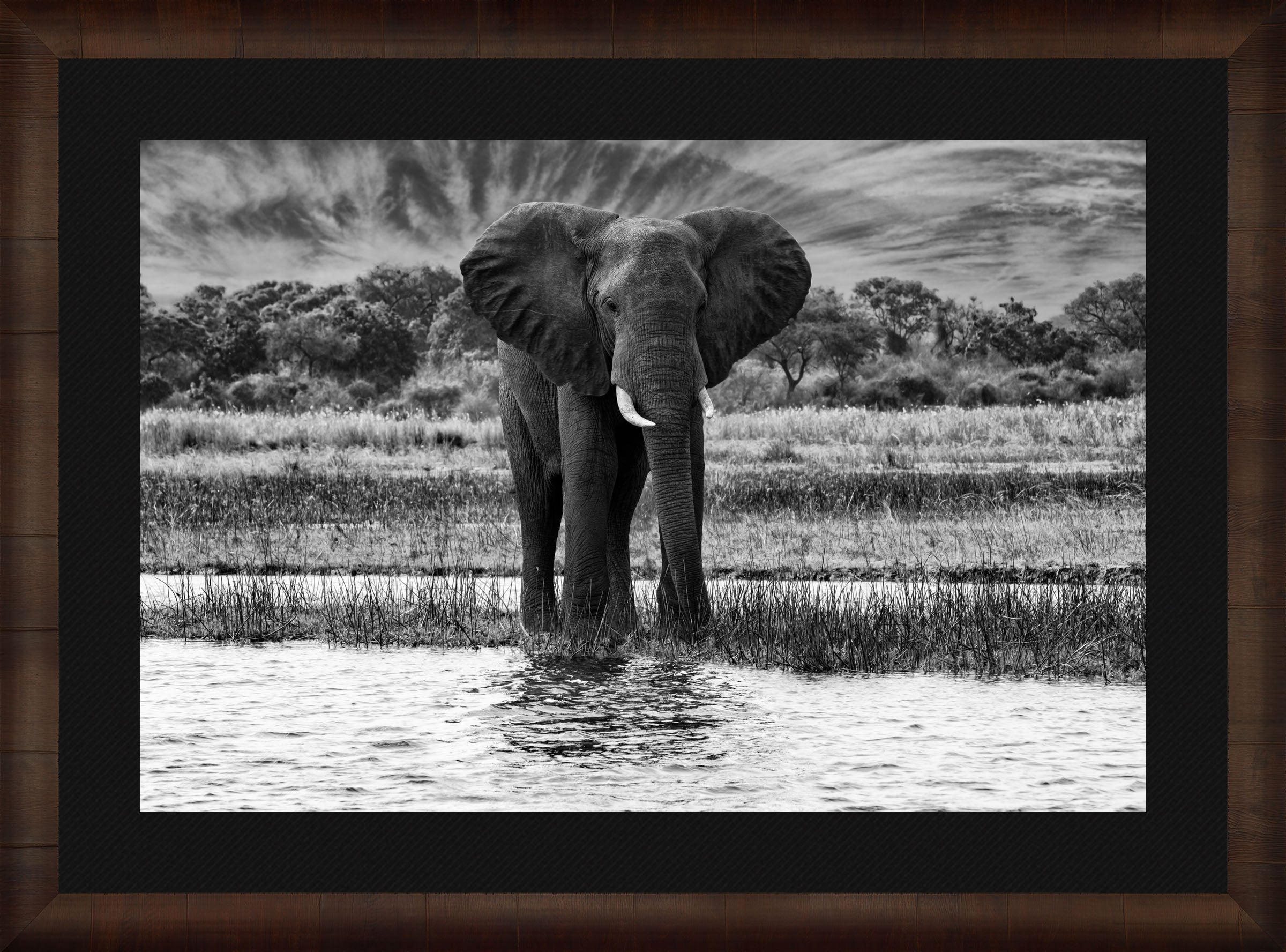 African Oasis