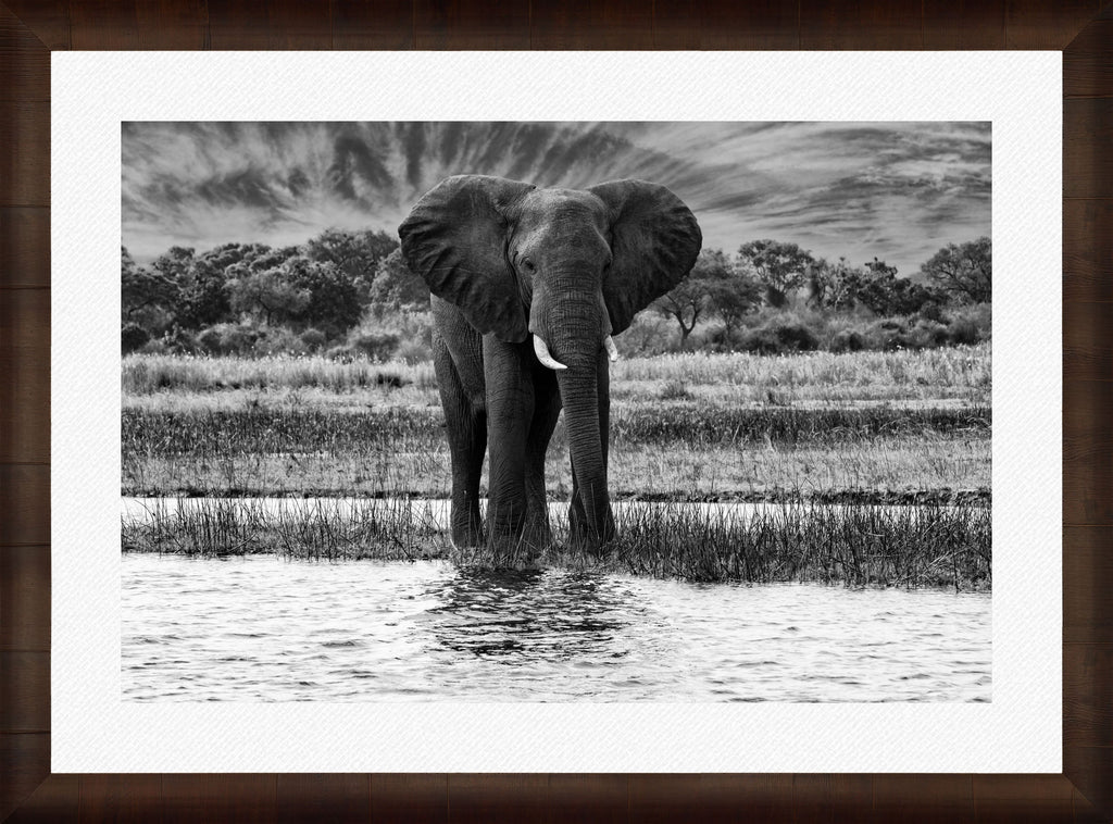 African Oasis