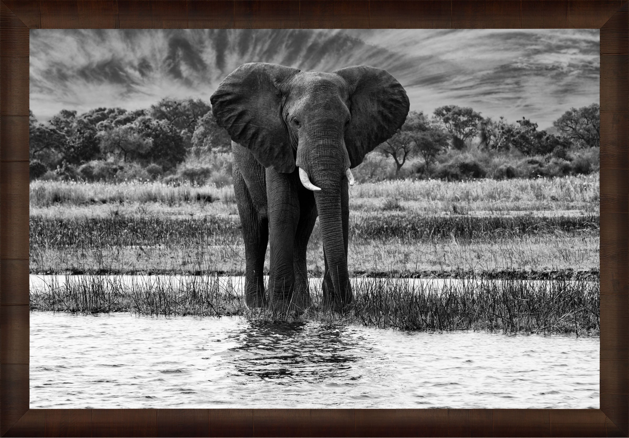 African Oasis