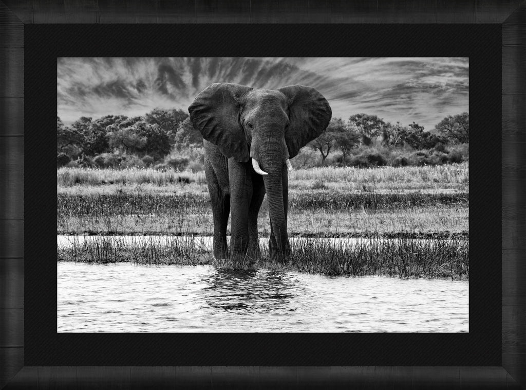 African Oasis