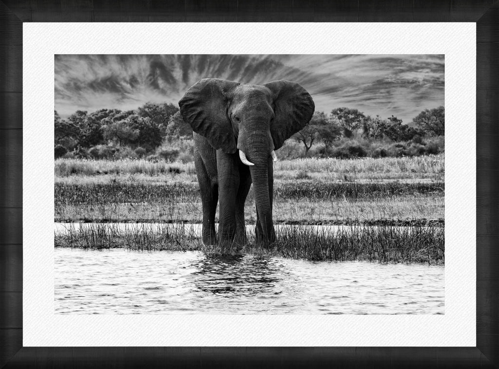 African Oasis