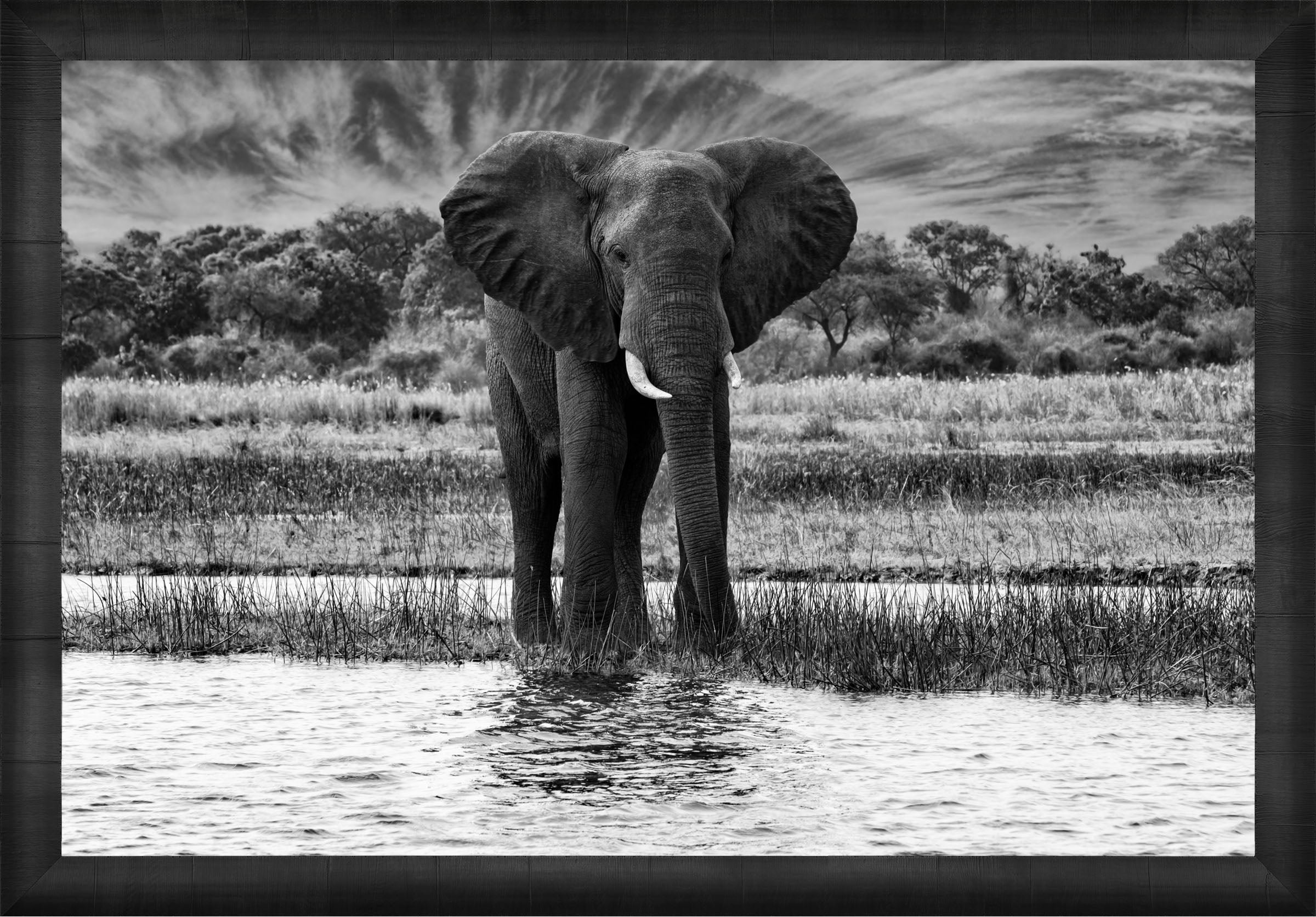 African Oasis