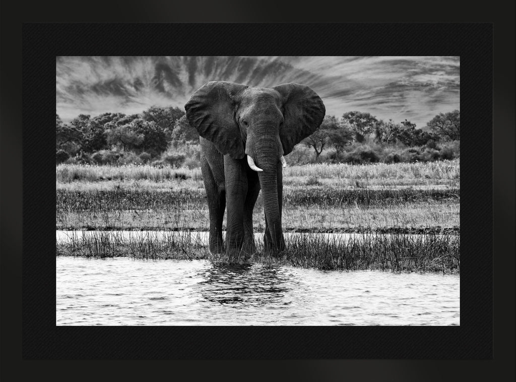African Oasis