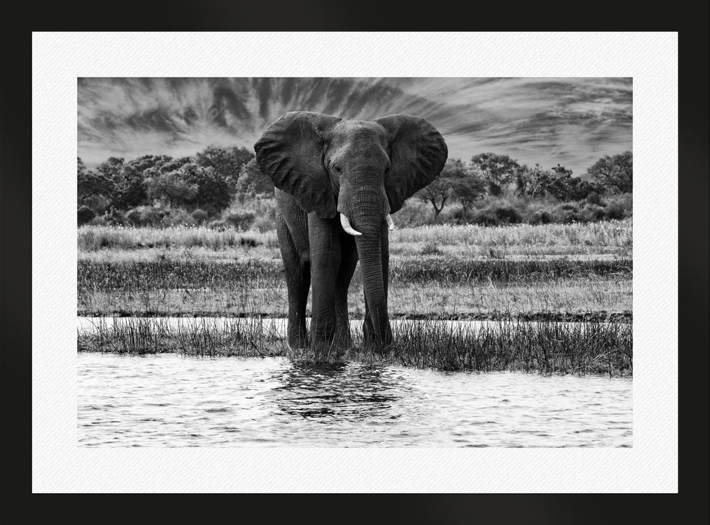 African Oasis