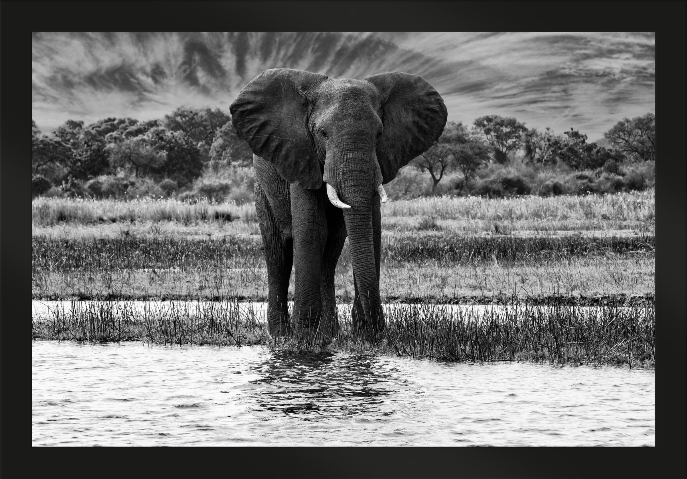 African Oasis