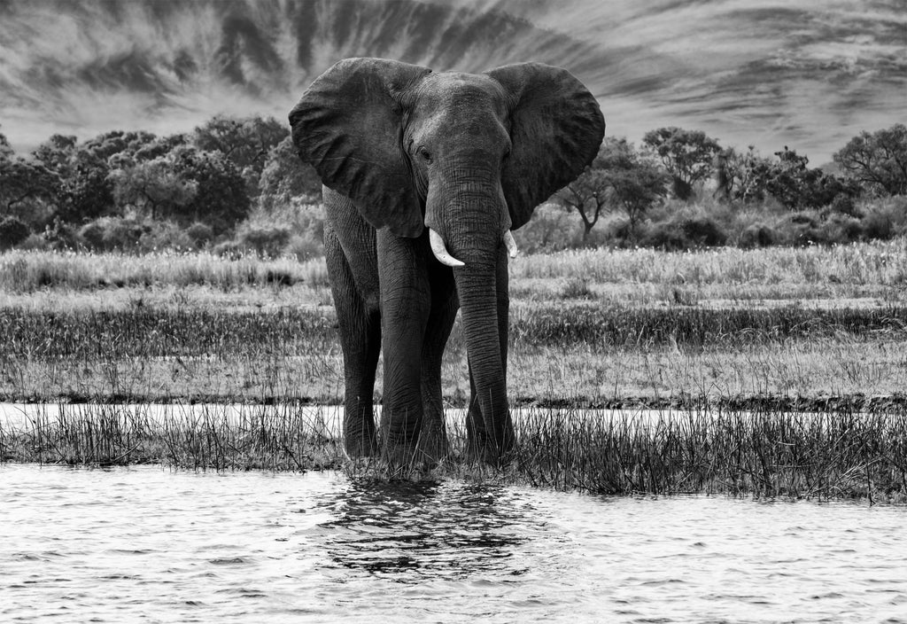 African Oasis