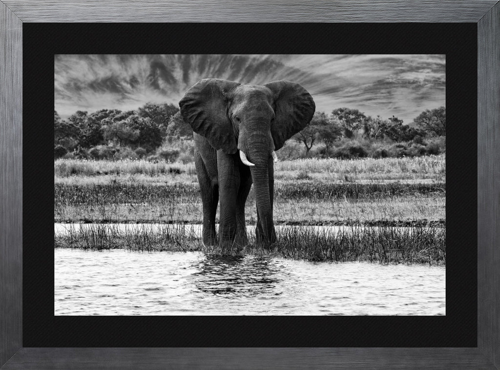 African Oasis