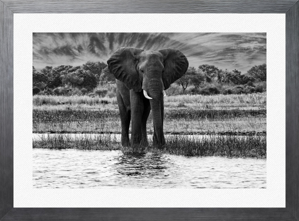 African Oasis