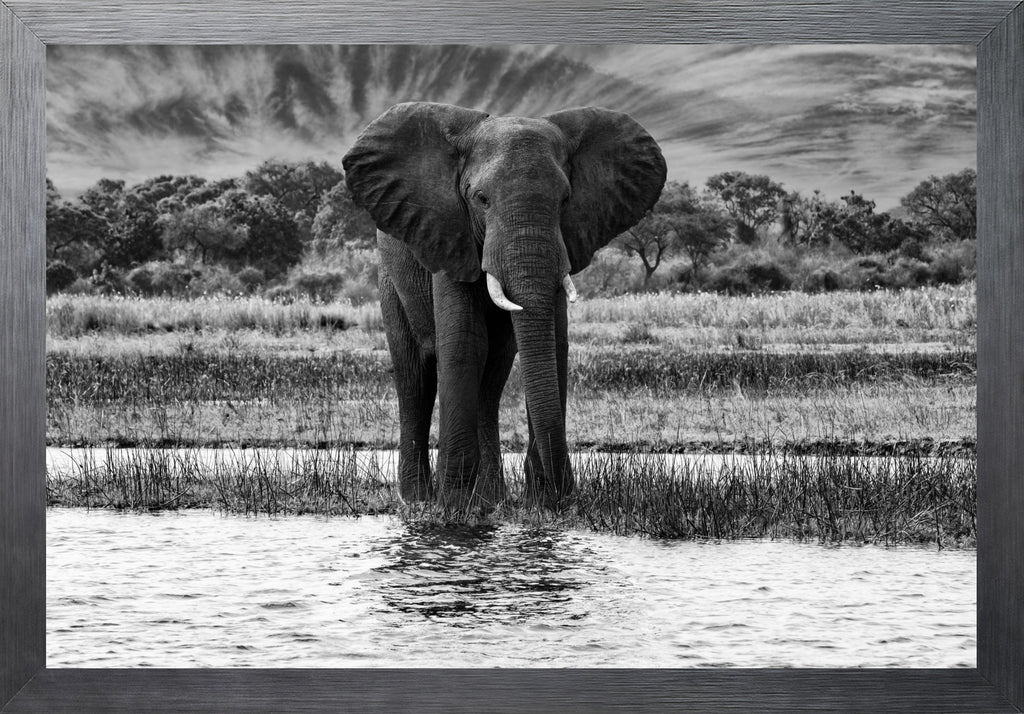 African Oasis