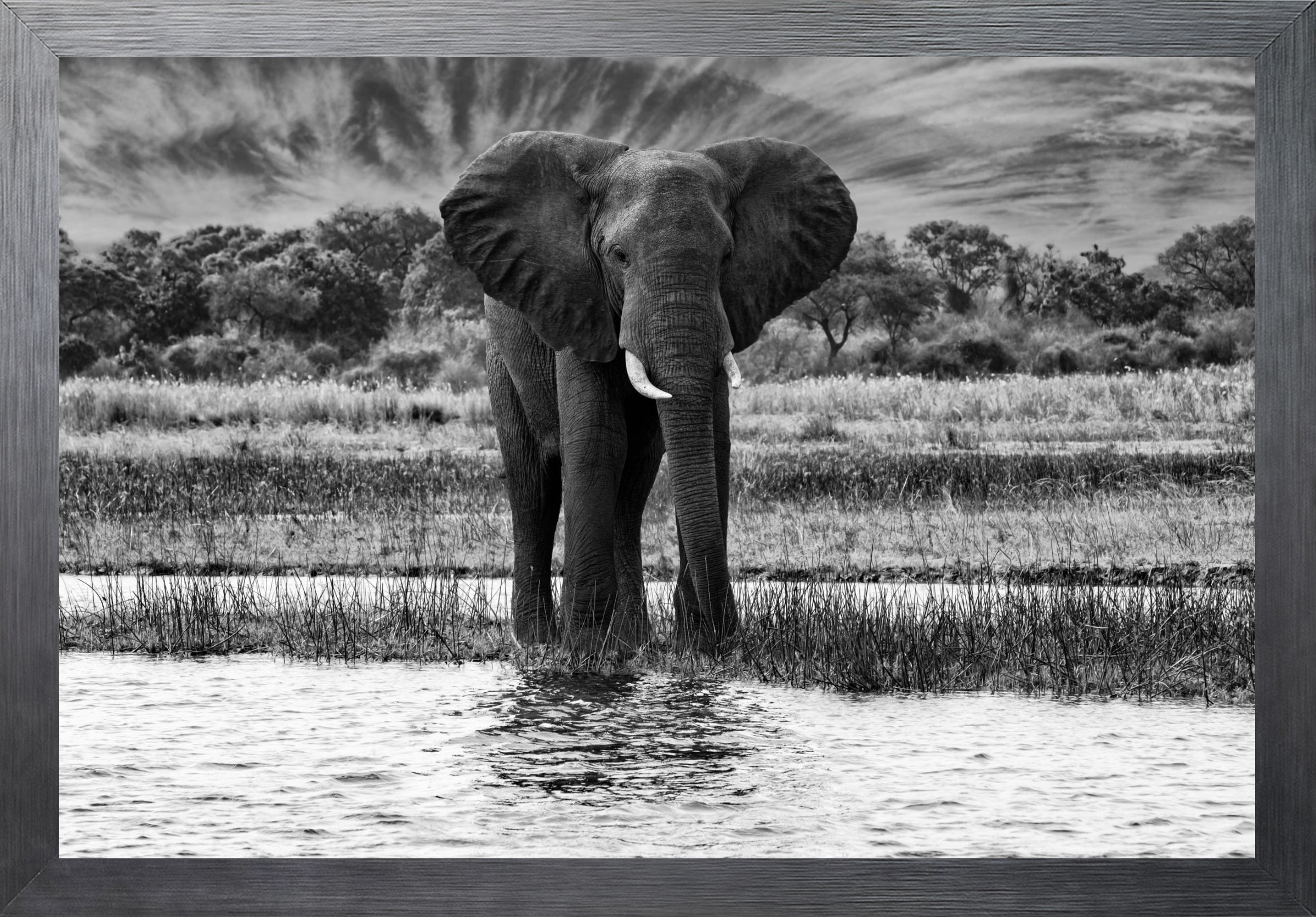 African Oasis