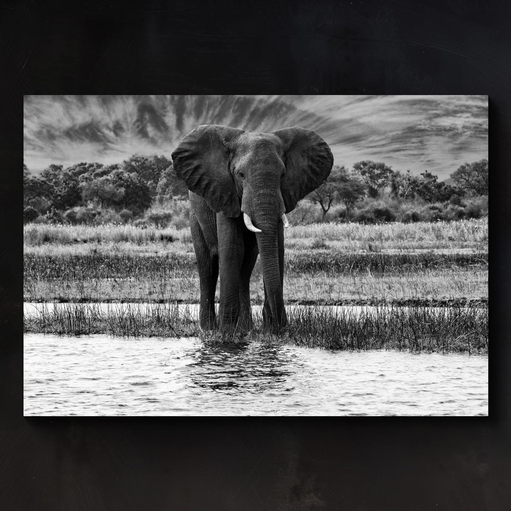 African Oasis
