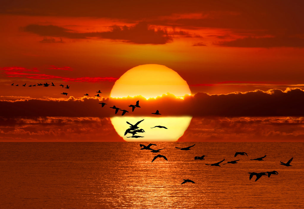 Twilight Flight