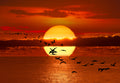 Twilight Flight