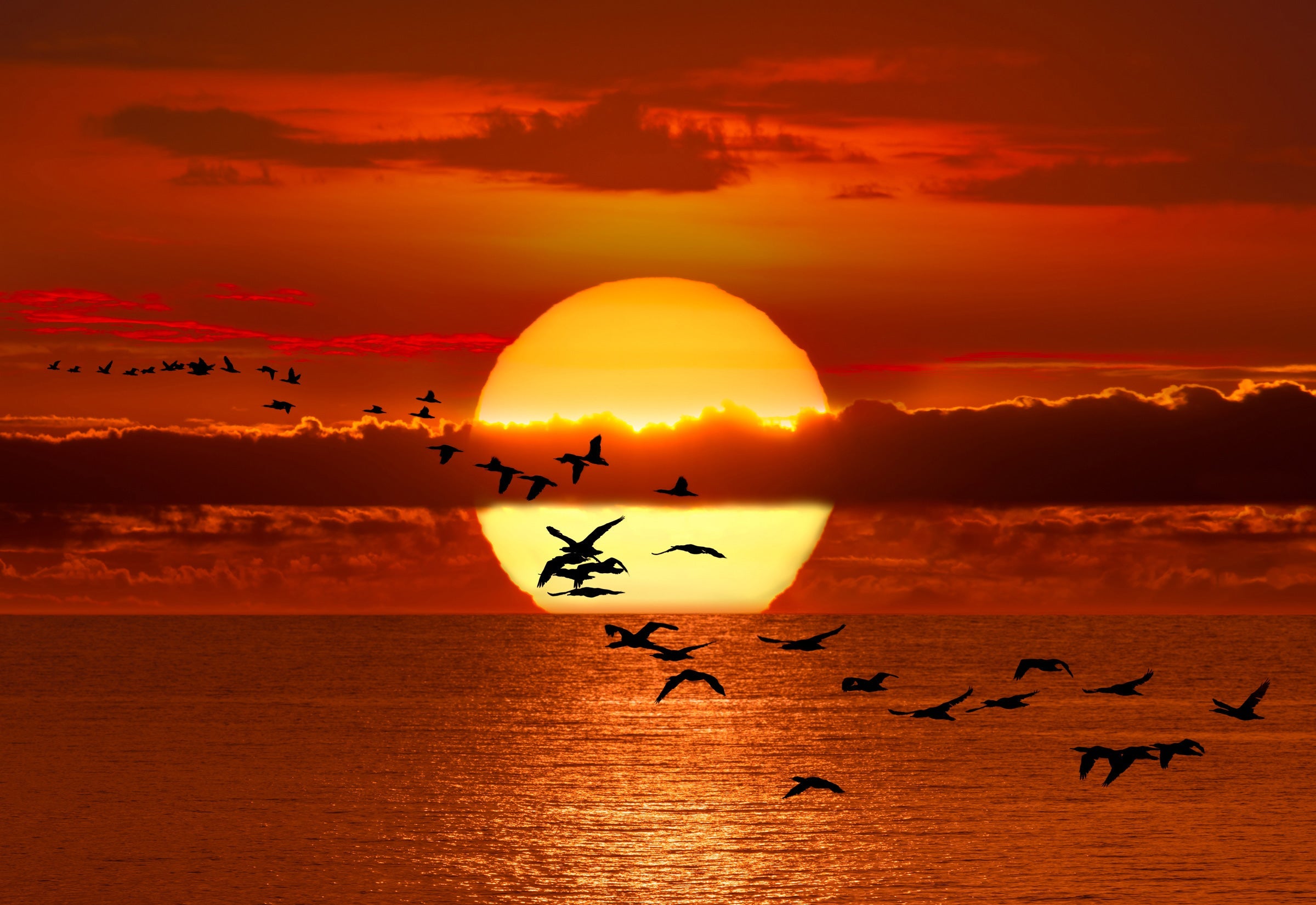 Twilight Flight